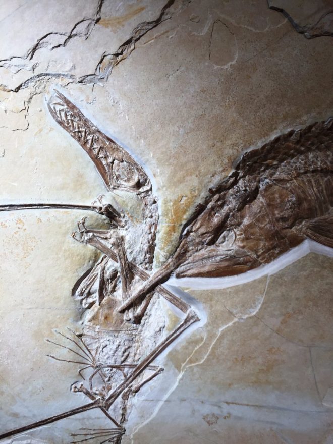 Amazing fossils: Death scenes - geologically preserved