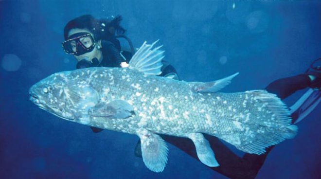 The red herring
