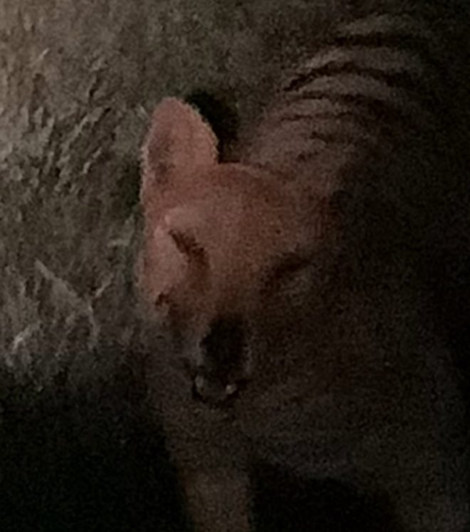 Suspicious photos of alleged thylacine revealed by pop wildlife biologist