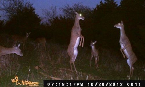 The uncanny tales of the Not-Deer