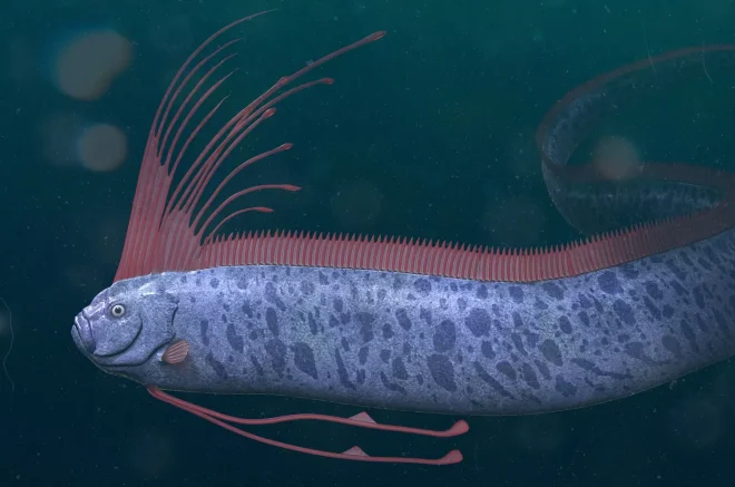 Unfortunate media trend to make oarfish the doomsday fish