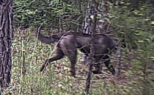 Not a mystery beast, just a dog